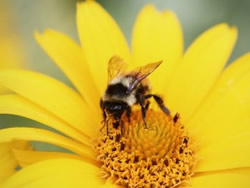Abeja