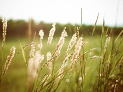 campo