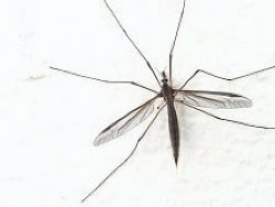 Mosquito