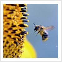 Abeja